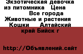 Экзотическая девочка из питомника › Цена ­ 25 000 - Все города Животные и растения » Кошки   . Алтайский край,Бийск г.